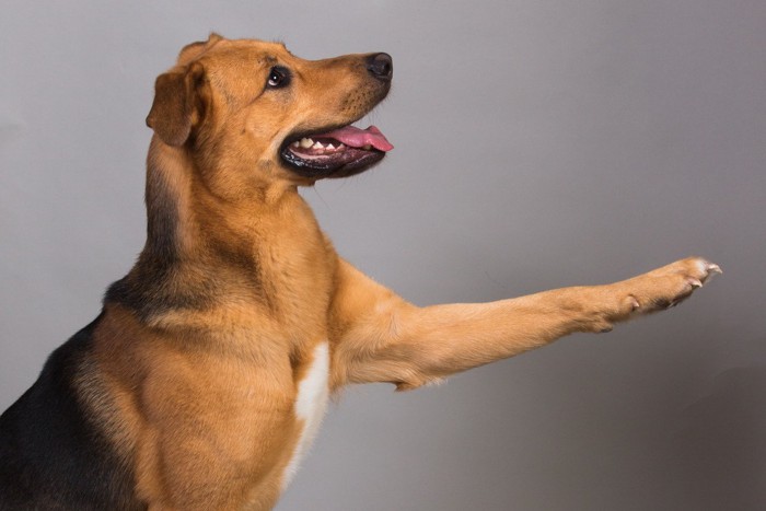 手を伸ばす茶の犬