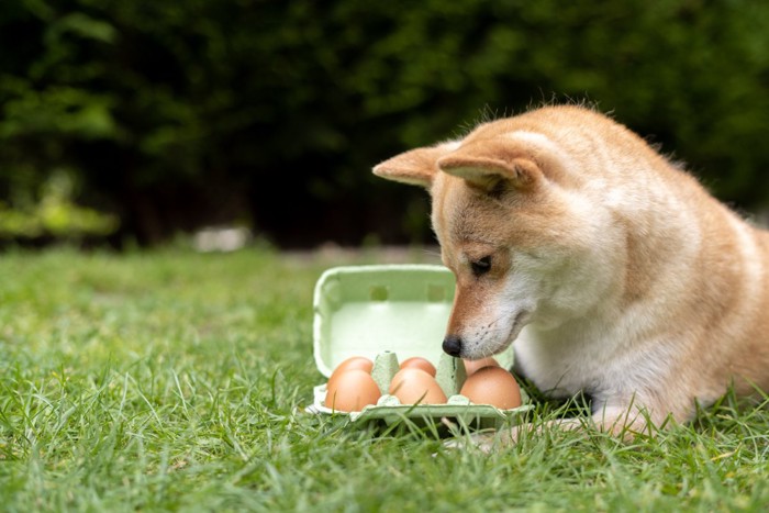 卵を見つめる犬