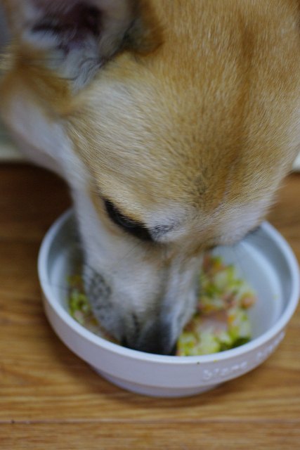 コーギーのジンちゃんご飯を食べる