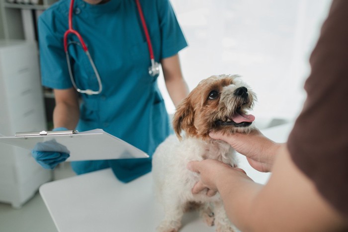 健康診断を受ける茶白の犬