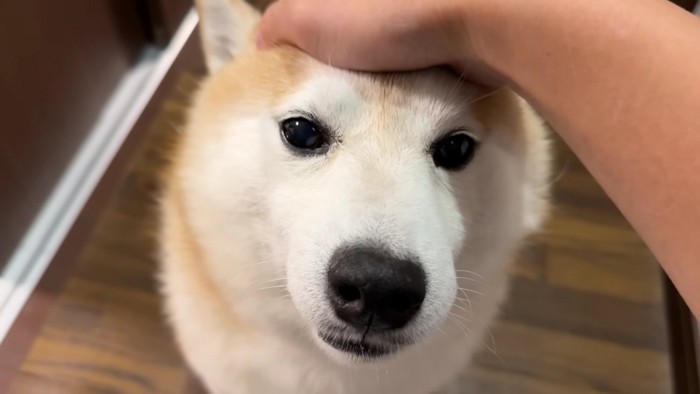 もう行かないでね…！