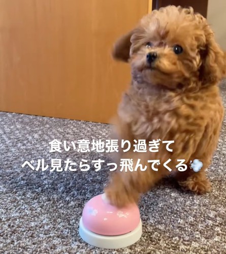 駆け寄る子犬