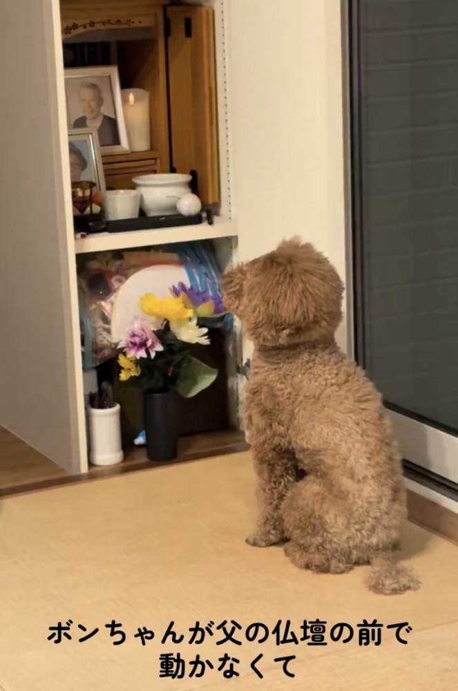 仏壇の前にじっと座る犬
