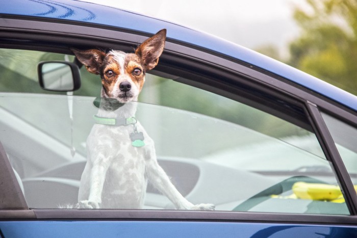 車窓から頭をだしつつ耳を立てて警戒する犬