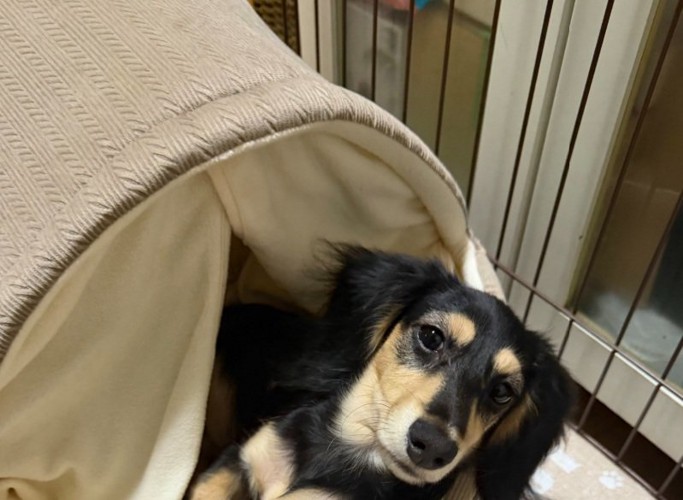 飼い主さんを見るワンコ