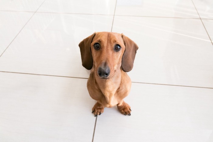 お座りして見上げる犬