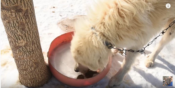 金網越しに人を追う犬