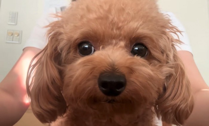 正面の犬
