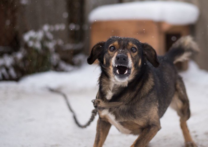 雪の中で吠えている犬