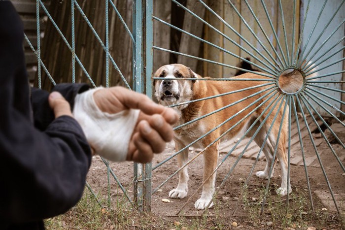 手に包帯、茶の犬