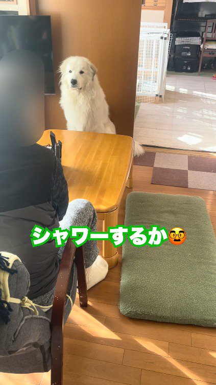 犬に話しかける老年男性