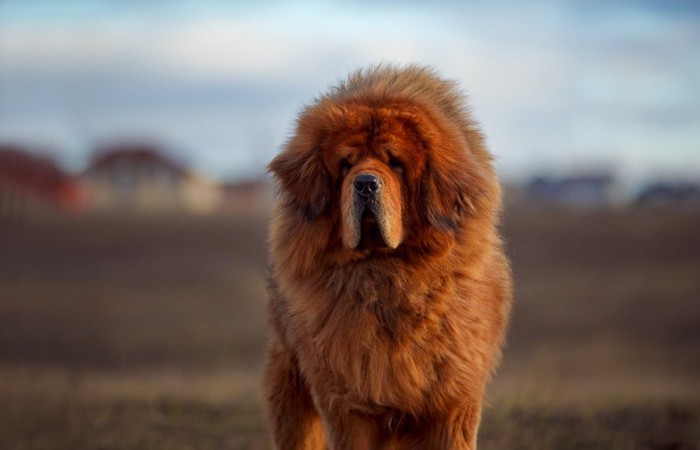 草原に立つ犬