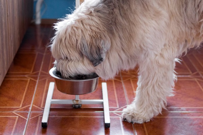 ご飯を食べる犬