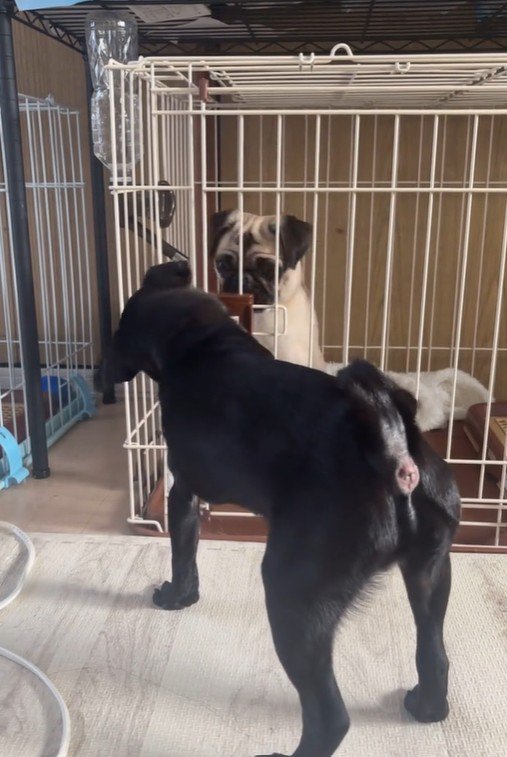 おはぎちゃん&ちまき君の脱走劇2