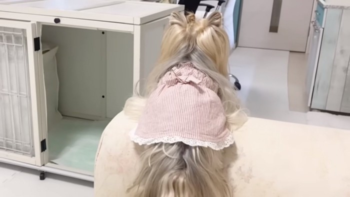 パパを待つ桃ちゃん