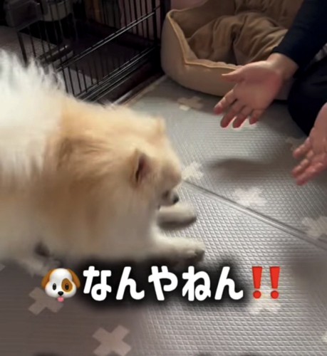 戦闘体勢の犬