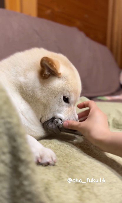 飼い主さんがちょっかいをだしても