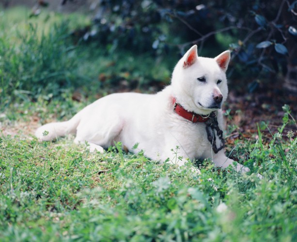 草むらの上で伏せている紀州犬