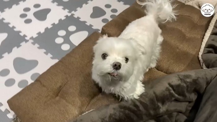 パパさんの帰りを待つナナくん9