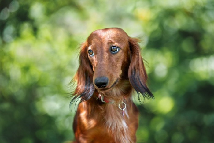 どこかを見ている犬