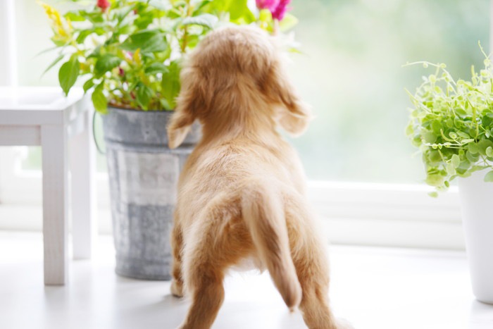 植物に興味津々な子犬