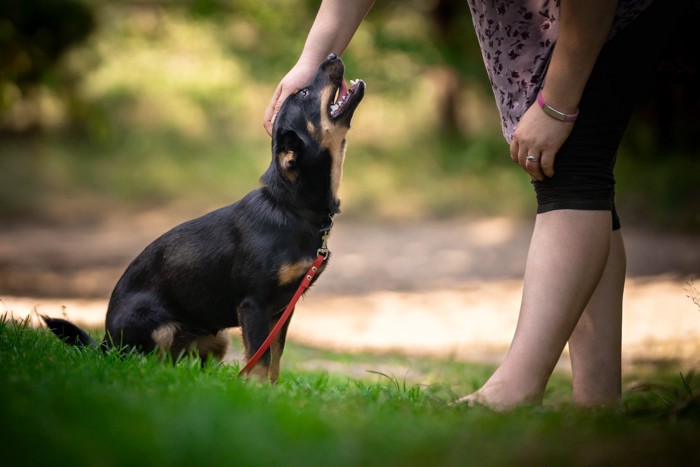 女性になでられる犬