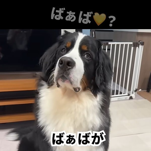 右に首を傾げる犬