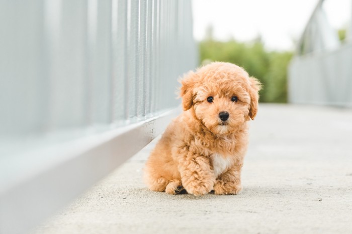 地面に座っているミスカラーのトイプードルの子犬