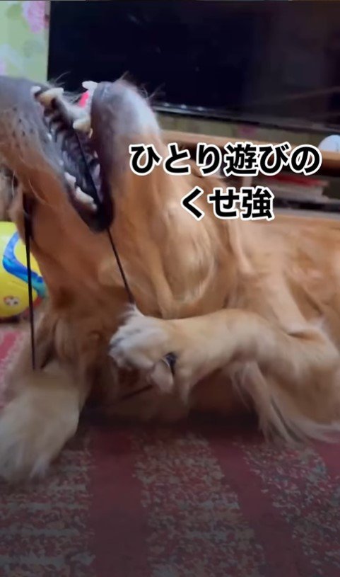 ヘアゴムで遊ぶつくしちゃん5