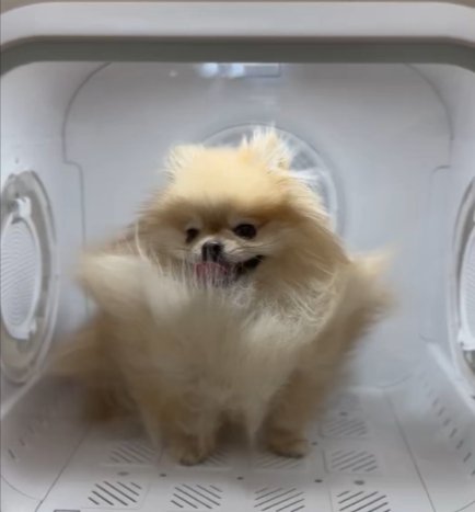ポメラニアン