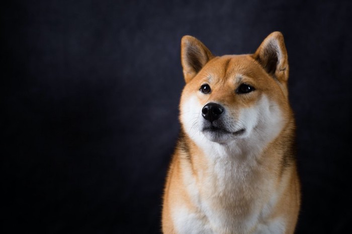 暗い背景とそっぽを向いている柴犬