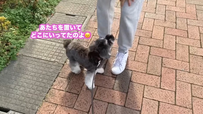 お散歩中のティノちゃん