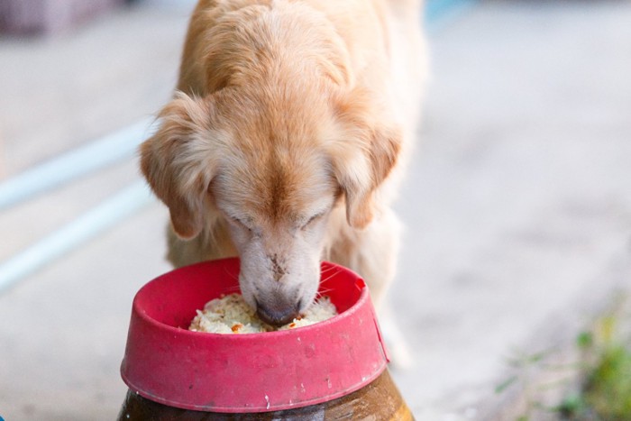 ごはんを食べる犬