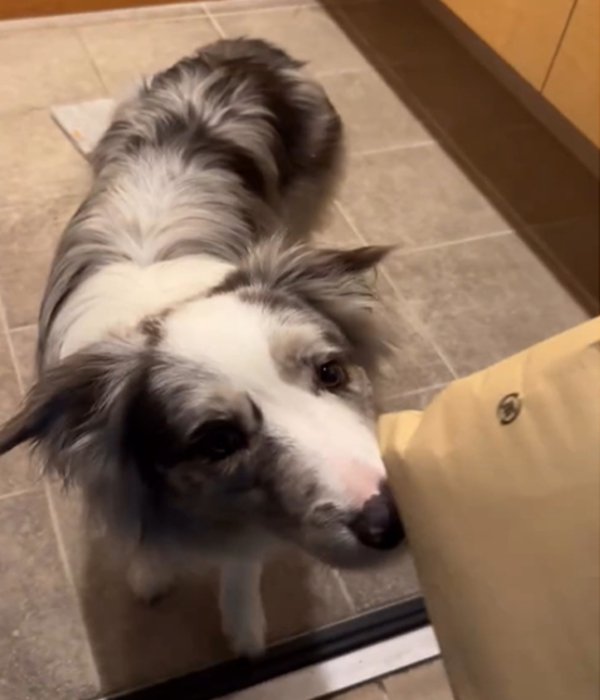荷物を見る犬1