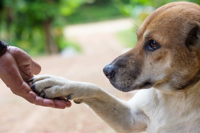 飼い主にお手をする茶色い犬