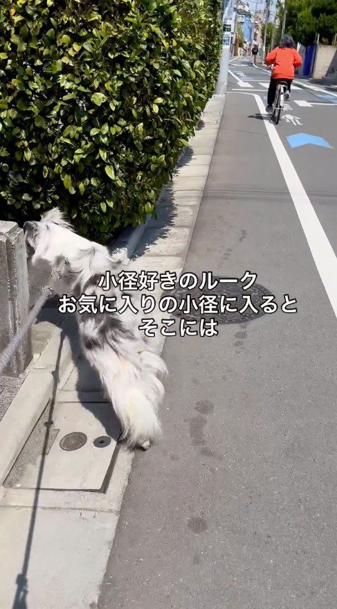 路地に入っていく犬