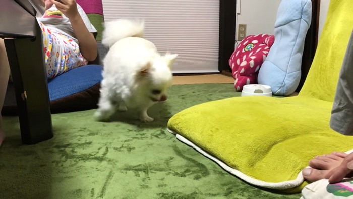 ムッとする犬