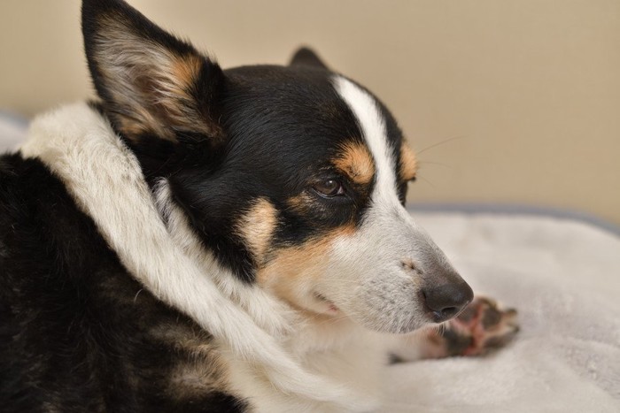 不満そうな犬