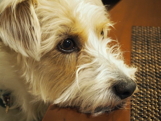 テーブルに顎を乗せる犬