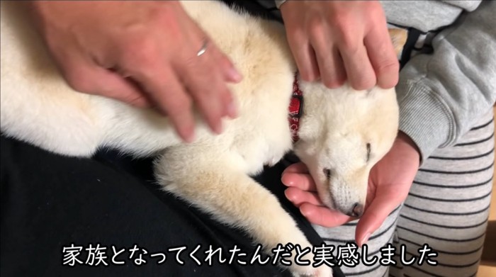 安心して眠る犬