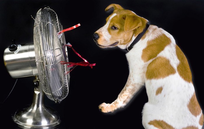 扇風機の前に座り涼んでいる犬