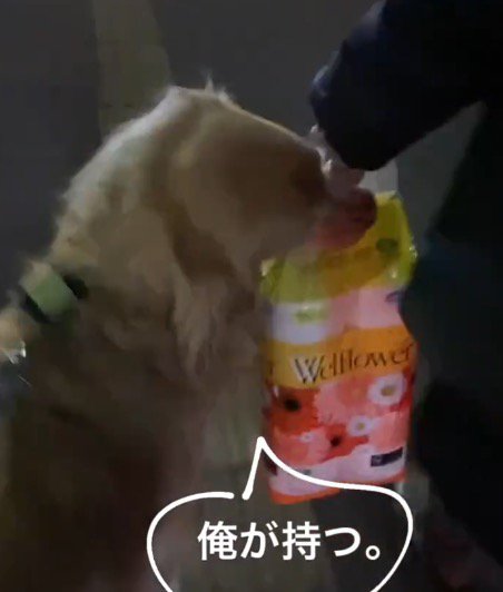 飼い主の手から荷物を受け取る犬