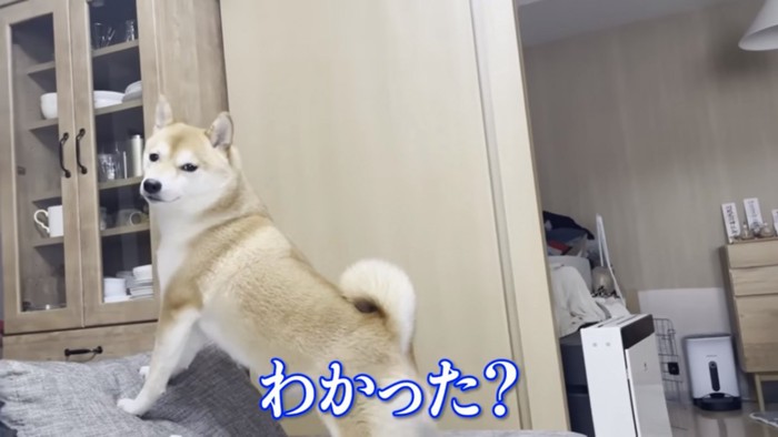 待ちきれない柴犬