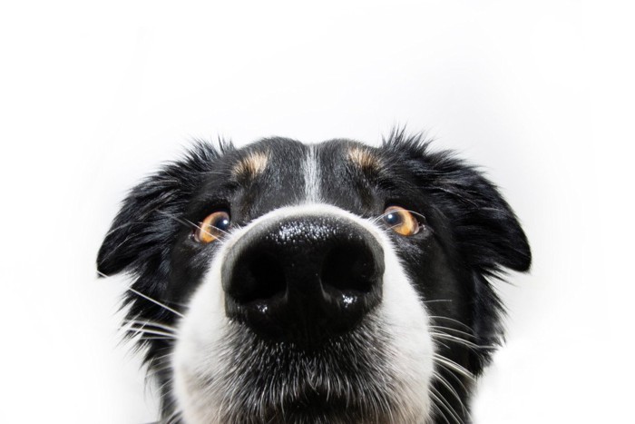 犬の鼻のアップ