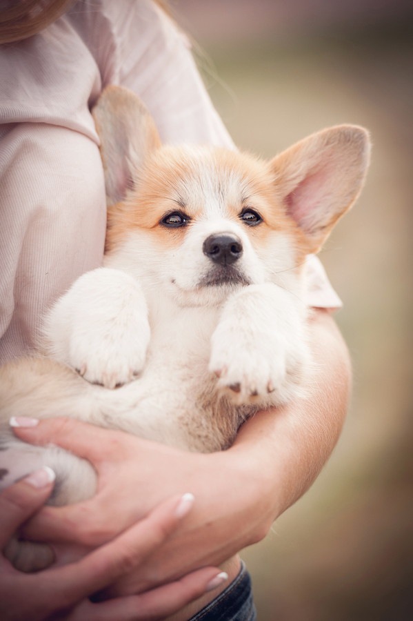 仰向けに抱っこされている子犬