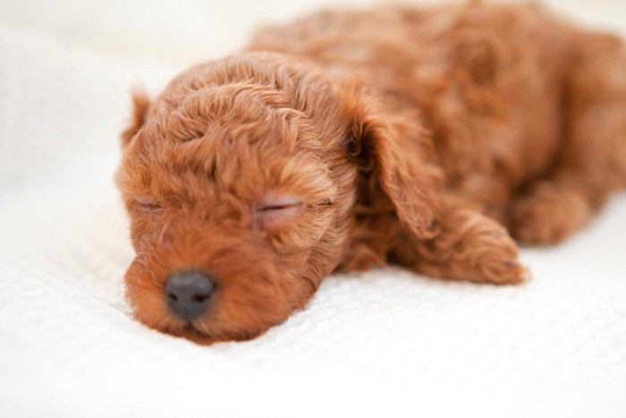 眠っているプードルの子犬