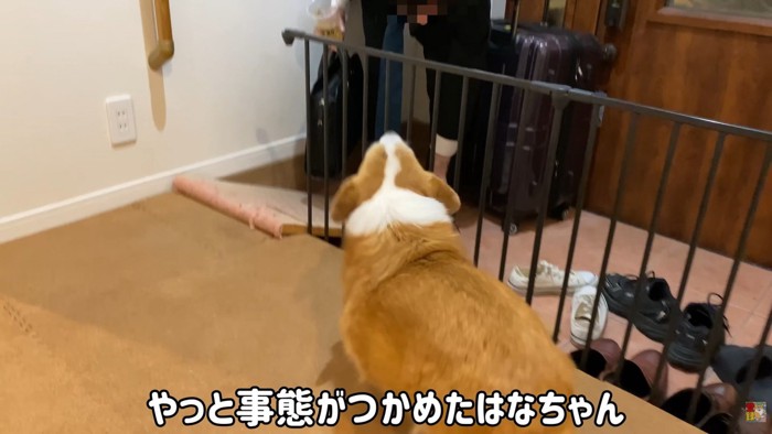お兄ちゃんだとわかると、吠えて歓迎!