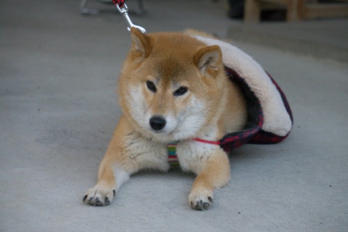 動かない柴犬