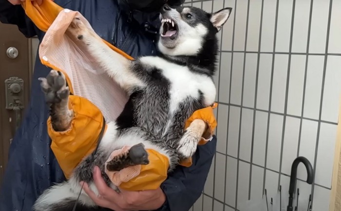 カッパを脱がされる柴犬