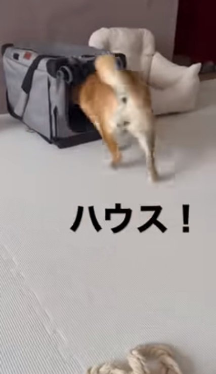 クレートに入るひまりちゃん